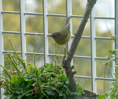 Leiothlypis celata