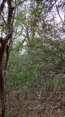 Gonopterodendron sarmientoi