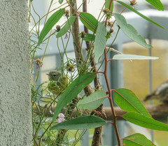 Leiothlypis celata