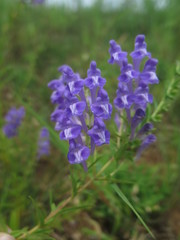 Scutellaria baicalensis