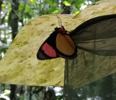 Batesia hypochlora