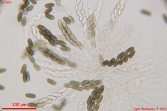 Thyronectroidea chrysogramma