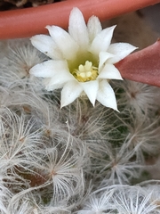 Mammillaria plumosa