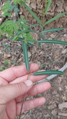 Mandevilla angustifolia