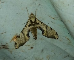 Protambulyx eurycles