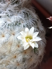 Mammillaria plumosa