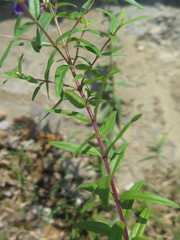 Scutellaria baicalensis