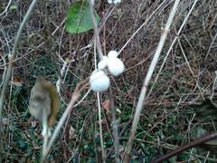 Symphoricarpos albus