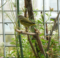 Leiothlypis celata