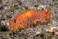 Dendrodoris guttata