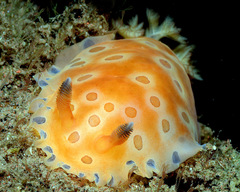 Dendrodoris guttata