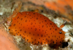 Dendrodoris guttata