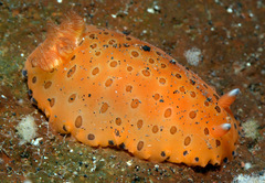 Dendrodoris guttata