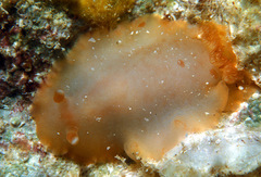 Dendrodoris guttata