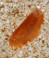 Dendrodoris guttata