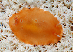 Dendrodoris guttata