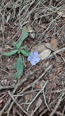 Ruellia hygrophila