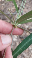 Mandevilla angustifolia