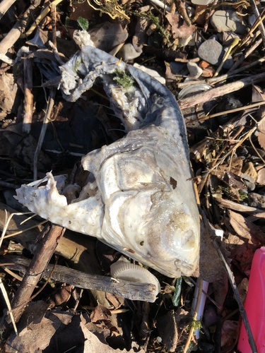 American Gizzard Shad, Outer Harbour, Toronto, ON, CA, photo 9 of 10