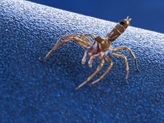 Cosmophasis bitaeniata