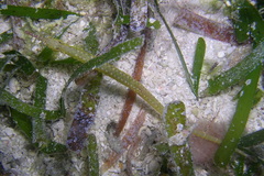 Corythoichthys polynotatus