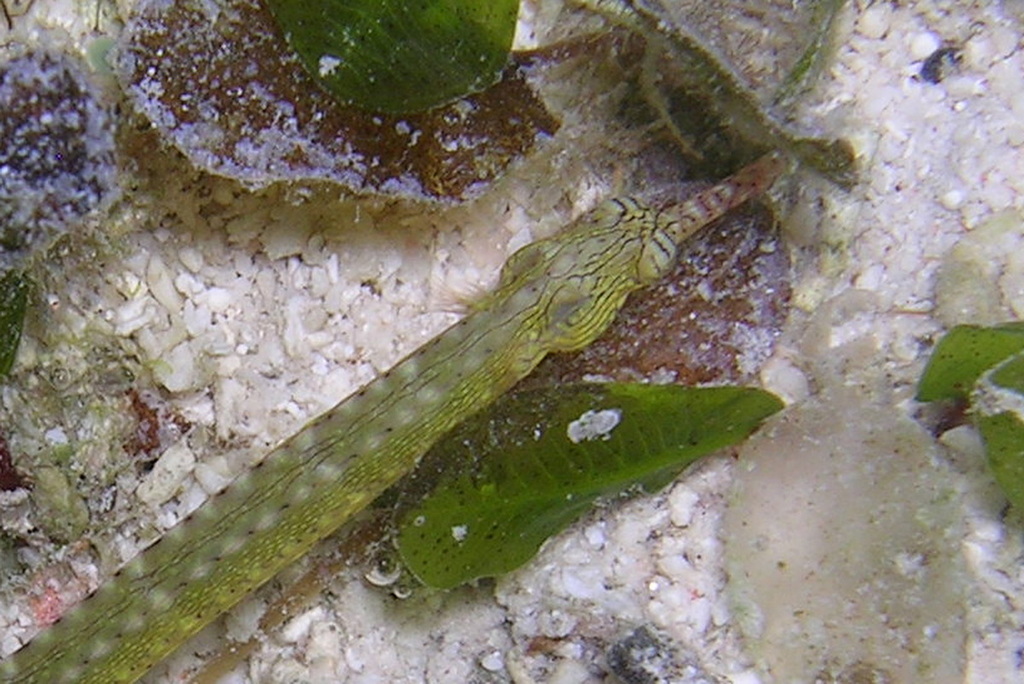 Many-Spotted Pipefish