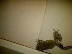 Hyla gratiosa