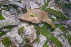 Canthigaster compressa