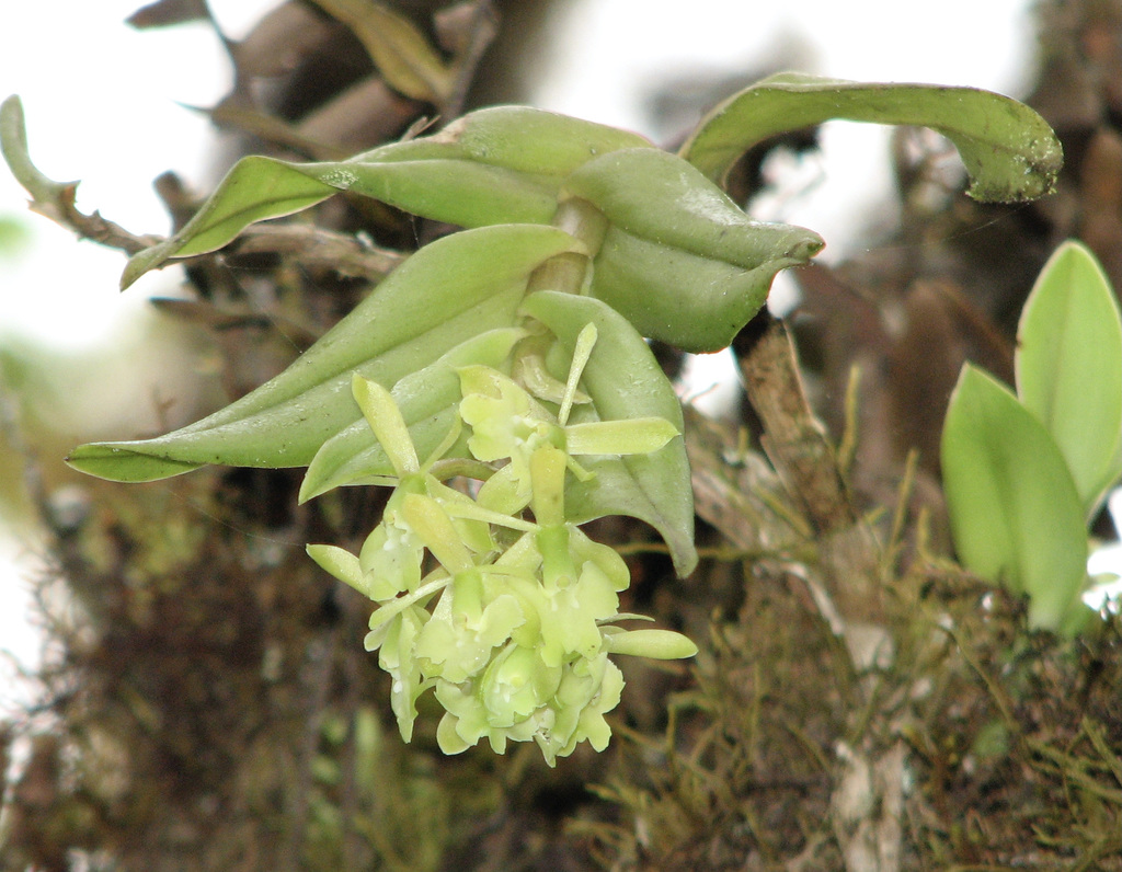 Epidendrum spicatum Hook.f.