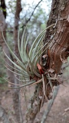 Tillandsia recurvifolia