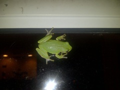 Hyla gratiosa
