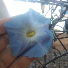 Ipomoea tricolor