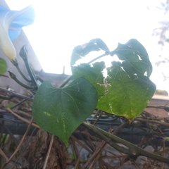 Ipomoea tricolor