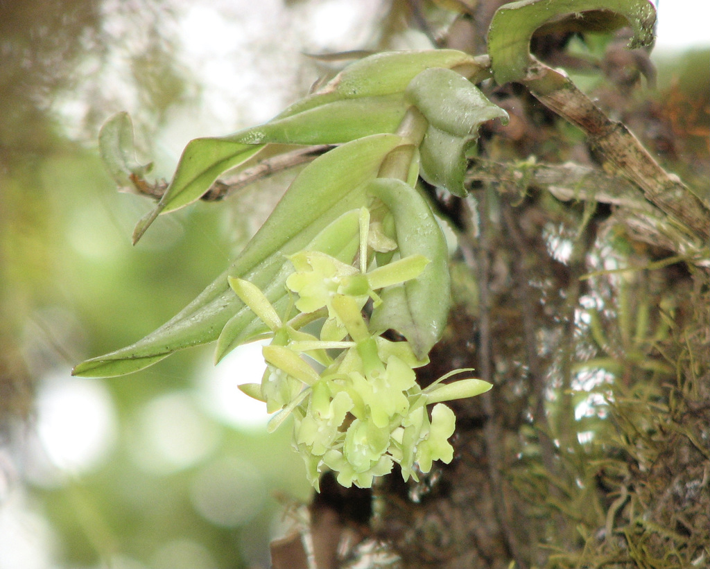 Epidendrum spicatum Hook.f. 2