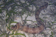 Gymnothorax enigmaticus