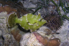 Acreichthys tomentosus