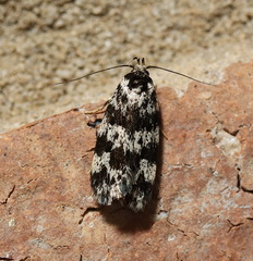 Barea eucapnodes