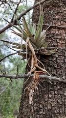 Tillandsia recurvifolia