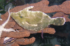 Acreichthys tomentosus
