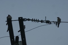 Streptopelia decaocto