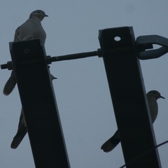 Streptopelia decaocto