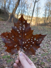 Neochlamisus platani