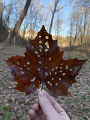 Neochlamisus platani