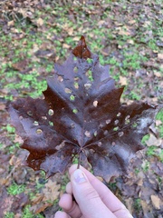 Neochlamisus platani