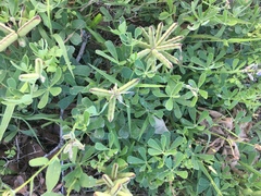 Lupinus subcarnosus