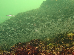 Mesopodopsis slabberi