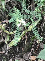 Astragalus strigulosus