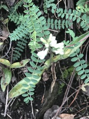 Astragalus strigulosus