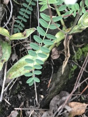 Astragalus strigulosus