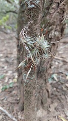 Tillandsia loliacea